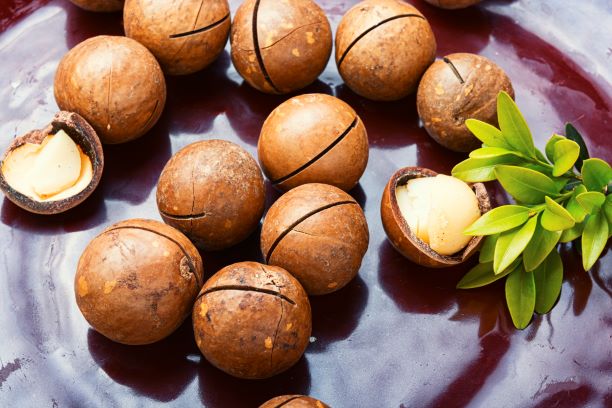 Macca cũng là một dạng quả hạch 